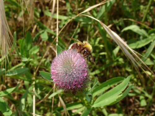 Bombus sp.